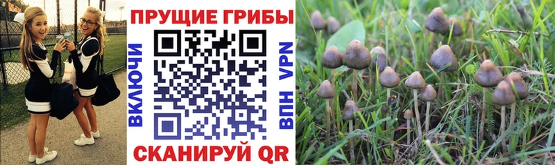 Псилоцибиновые грибы Psilocybe  OMG   Астрахань  закладки 