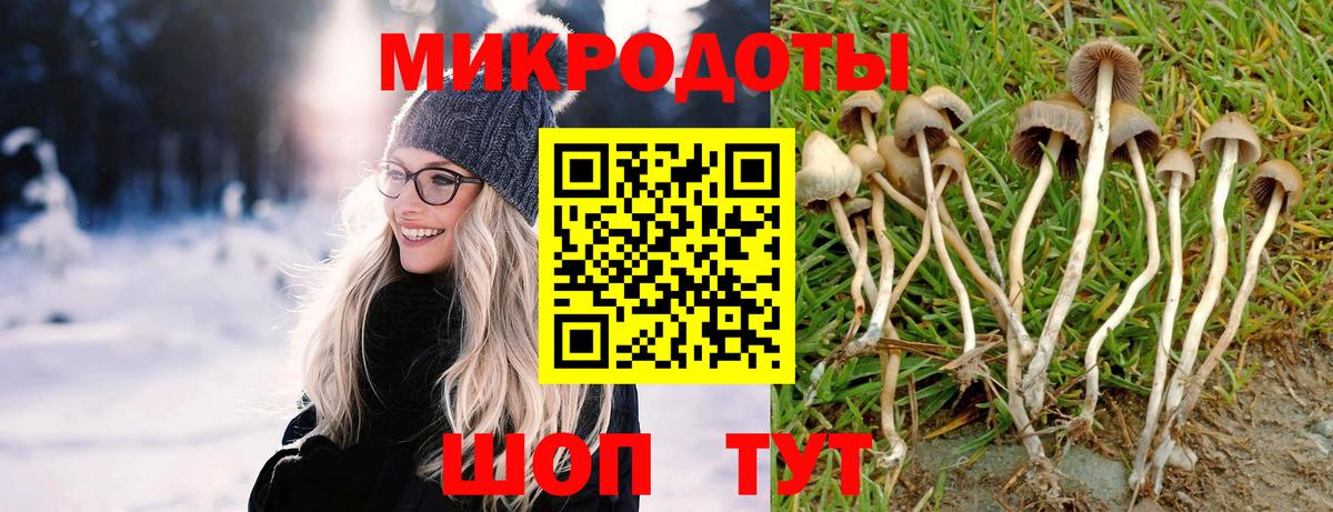 Псилоцибиновые грибы Psilocybine cubensis Астрахань